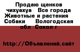 Продаю щенков чихуахуа - Все города Животные и растения » Собаки   . Вологодская обл.,Сокол г.